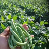 لوبیاسبز