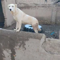 میکس سرابی و خراسانی