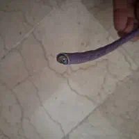 کابل cat 6|مودم و تجهیزات شبکه|یزد, |دیوار