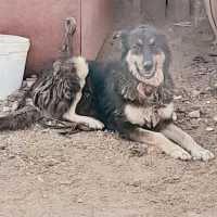 سگ نگهبان ۱۵تومن