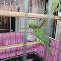 یک جفت طوطی ملنگو نر ماده|پرنده|مشکیندشت, |دیوار