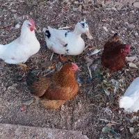 غاز اُردک خروس|حیوانات مزرعه|دشتابی, |دیوار