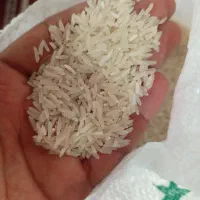 برنج فجر سوزنی مطمئن بدون قاطی