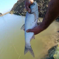 ماهی کپور آمور فیتیفاک|ماهی|دلند, |دیوار