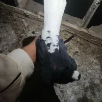 کبوتر قره اغ گوروخ|پرنده|باسمنج, |دیوار