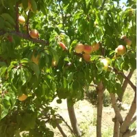 باغ با درختان ثمری و سهمیه آب