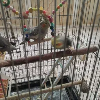 یک جفت عروس هلندی سخنگو سینامون
