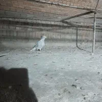 یه سرور دم سفید آس ماده و دو عدد آلمانی|پرنده|گنبد کاووس, |دیوار