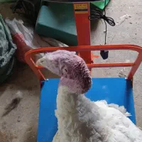 بوقلمون بیوتی سلام و بسیار ارگانیک