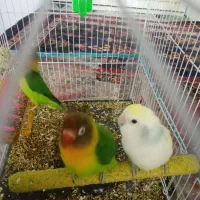 جفت کوتوله برنزیلی
