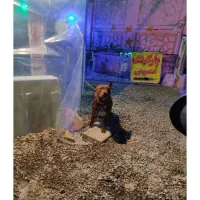 واگذاری پیتبول 3 ماه