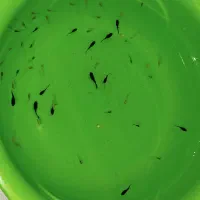 بچه گوپی  نژاد کبرای باله بلند|ماهی|تهران, شمس‌آباد|دیوار