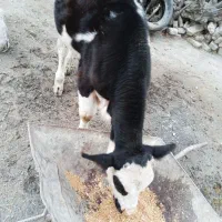 فروش دو راس گوساله
