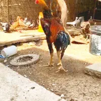 تخم لاری اوشامو|حیوانات مزرعه|بجنورد, |دیوار