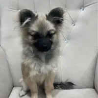 پامر خرسی|سگ|رفسنجان, |دیوار