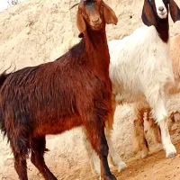 دوتا کهره مری جملی|حیوانات مزرعه|زابل, |دیوار