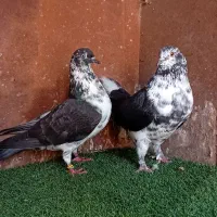 کبوتر    بندرگز