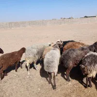 گوسفند زنده سرپا وزن ۵۵ بالا ۱۷ میلیون|حیوانات مزرعه|تهران, نیاوران|دیوار