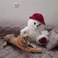 خرس و پلنگ بزرگ