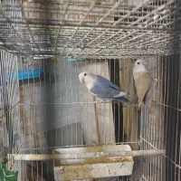 برزیلی رزیلوکس جفت های مولد