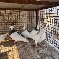 فروش کبوتر|پرنده|قشم, |دیوار