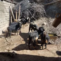 بزنی جوان وقله وبوکوشتنوی