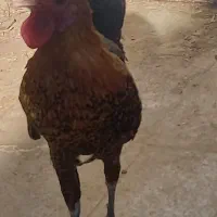 خروس