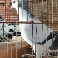 کبوتر|پرنده|آشخانه, |دیوار