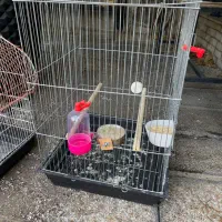 قفس عروس هلندی