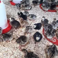 جوجه بوقلمون برنز انگلیسی سینه پهن و اردک