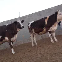 گاوشیری وتلیسه ابستن|حیوانات مزرعه|باشتین, |دیوار