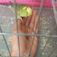 مرغ عشق جفت|پرنده|ری, حمزه‌آباد|دیوار