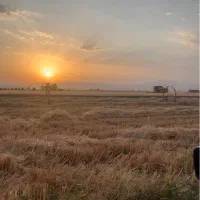 اجاره-15هکتار-زمین-کشاورزی