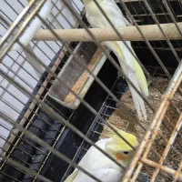 عروس هلندی|پرنده|ملکان, |دیوار