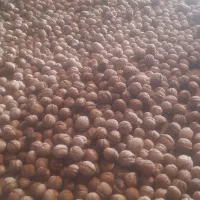 گردی سفید و درشت ونایی قیمت توافقی|عمدهفروشی|اشترینان, |دیوار