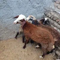 بره ماده جنس افشاری اصیل