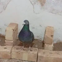 کبوتر گرفتنی و جفگاهی|پرنده|فیروزه, |دیوار