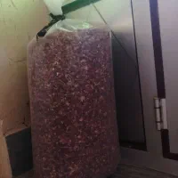 گل محمدی خشک