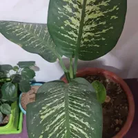 گل طبیعی اپارتمانی|گل و گیاه طبیعی|هریس, |دیوار