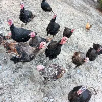 تعدادی بوقلمون و غاز|حیوانات مزرعه|انبارآلوم, |دیوار