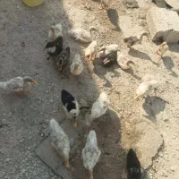 فروش اردک (فوری)