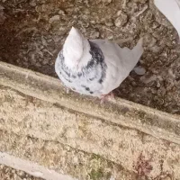 پرنده|پرنده|بهبهان, |دیوار