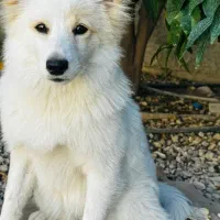 سگ خونگی ،کوپر دو ساله ماده