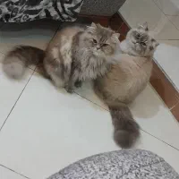 واگذاری
