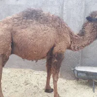 شتر فروشی