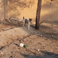 سگ خراسانی  ماده گوسفندی نگهبان