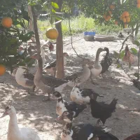 غاز محلی نر|حیوانات مزرعه|بابل, |دیوار