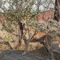 سک نر سراب نگهبان