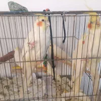 عروس هلندی|پرنده|تهران, منیریه|دیوار