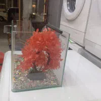 آکفاریوم|ماهی|نسیمشهر, |دیوار